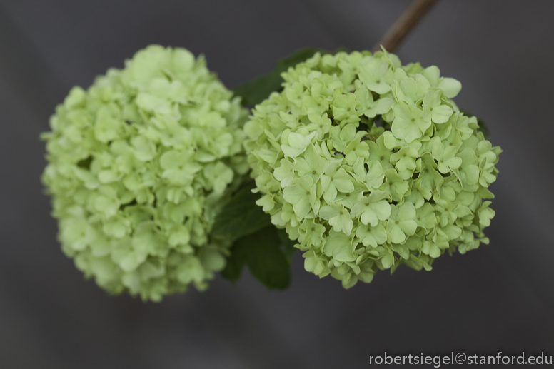 hydrangea